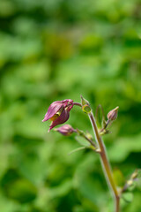 Columbine Winky Double Red-White flower buds