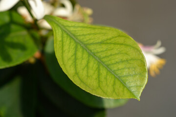 Lemon Cappuccio leaves