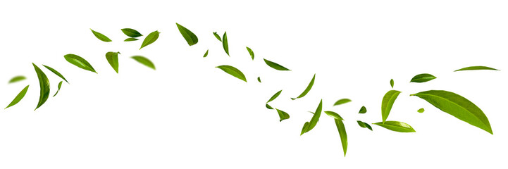 floating green leaves on transparent background
