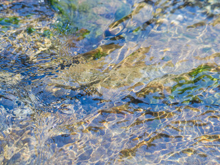 春の川　水の流れアップ43