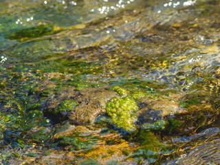 春の川　水の流れアップ54