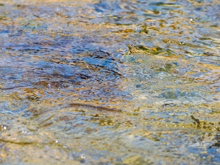 春の川　水の流れアップ55