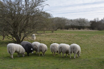 Obraz premium Nordic Flock of Sheep Grazing on Danish Pasture; a small flock of sheep with varying wool colors—white, grey, and black—grazes peacefully on a green field in a scenic Danish countryside setting