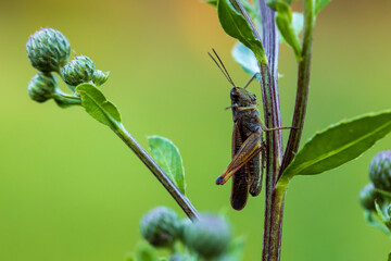 A grasshopper insect on the grass on a summer day, shallow depth of field