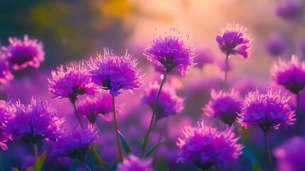 Obraz premium A beautiful field of purple flowers in the sun nature background vibrant.