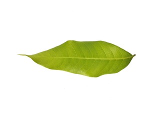 Green leaf isolated on white background  Botanical photography for creative design 