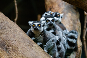 Lineup of lemurs 