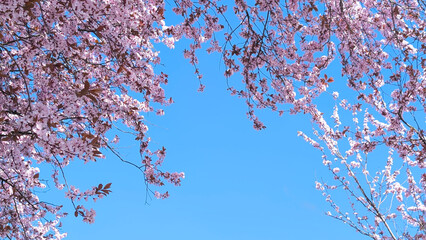 Pink cherry blossom background with copy space over a clear blue sky on springtime.