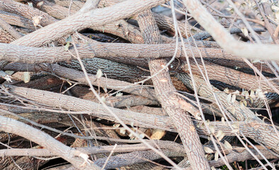 The pile of wood that was brought together