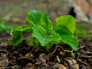 A Close-Up View of Fresh Green Plant in Natural Soil