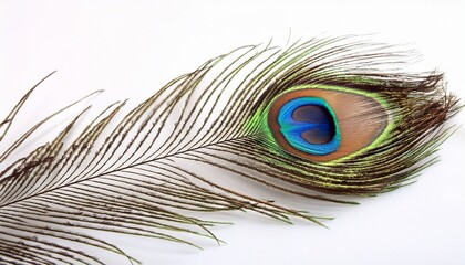 Fototapeta premium peacock feather on white background