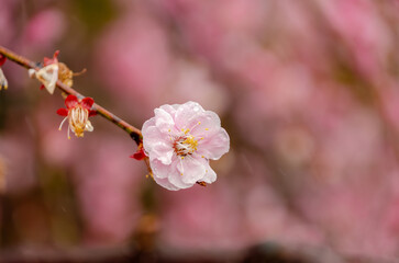 雨粒をまとった梅の花