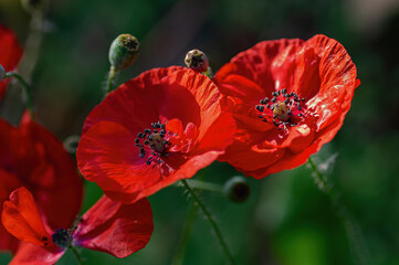 red poppy flowers in natural sunlight. Close-up.