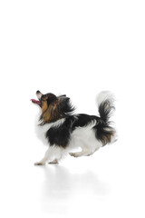 Adorable, purebred Papillon dog with fluffy multicolored fur captured mid-leap with tongue out, playing isolated on white background. Animals, grooming, wellness, vet care concept. Copy space for ad