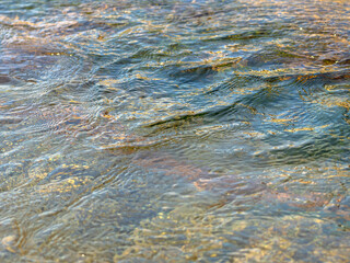 春の川　水の流れアップ113