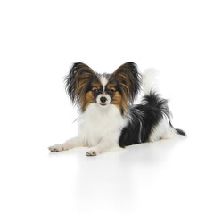 Adorable, purebred Papillon dog with striking butterfly-like ears calmly lying on floor and looking towards camera against white background. Concept of animals, pet care, grooming, wellness, vet care