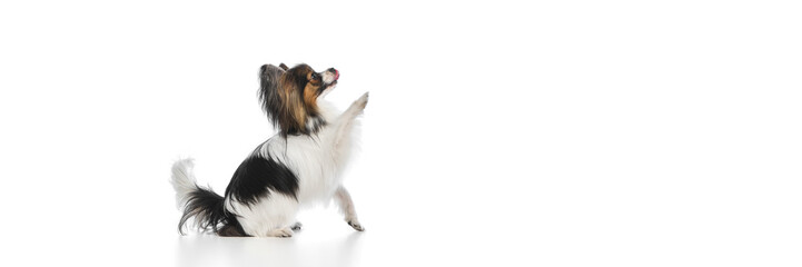 Side view of smart, fluffy, purebred Papillon dog calmly sitting with paw raising and tongue sticking out isolated on white background. Animals, pet care, grooming, wellness concept. Copy space for ad