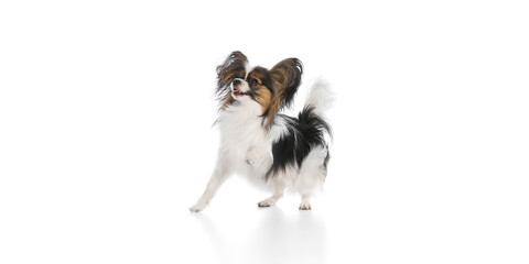 Obraz premium Funny, happy, purebred Papillon dog in motion with tongue sticking out, playing isolated on white background. Concept of animals, pet care, grooming, wellness, vet care. Copy space for ad