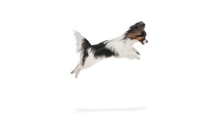Active and playful Papillon dog with fluffy fur captured mid-air in dynamic leap, playing isolated on white background. Concept of animals, pet care, grooming, wellness, vet care. Copy space for ad