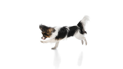 Obraz premium Small, fluffy Papillon dog captured in motion, exploring isolated on white background. Concept of animals, pet care, grooming, wellness, vet care. Copy space for ad