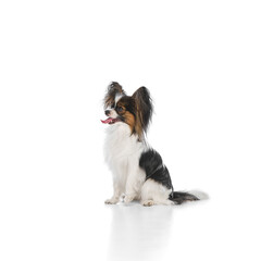 Adorable, purebred Papillon dog calmly sitting with tongue out, smiling, looking aside isolated on white background. Concept of animals, pet care, grooming, wellness, vet care. Copy space for ad