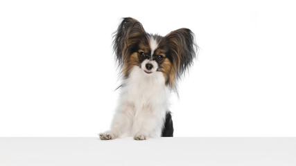 Small, fluffy Papillon dog with bog ears sits attentively behind white surface, looking directly at the camera isolated on white background. Concept of animals, pet care, grooming, wellness