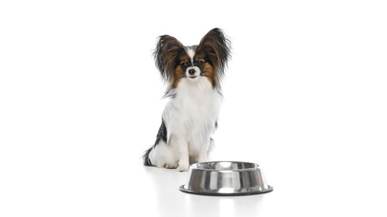Beautiful, purebred Papillon dog with big ears sitting patiently behind metal food bowl isolated on white background. Concept of animals, pet care, grooming, wellness, nutrition. Copy space for ad