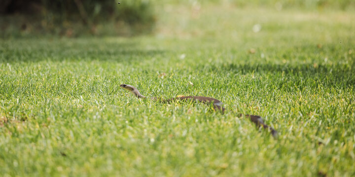 Eastern brown snake in long grass lifting head up