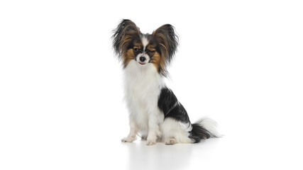 Happy, cheerful Papillon dog sitting and winking with one eyes in playful mood isolated on white background. Concept of animals, pet care, grooming, wellness, vet care. Copy space for ad