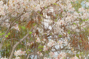 Pink and white wildflowers blossom in the spring , a beautiful floral closeup of nature's beauty