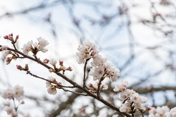 春の訪れを告げる桜の花