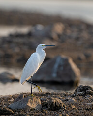 Wild Crane Bird Captured in Its Natural Environment