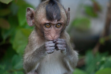 Obraz premium 可愛いサル