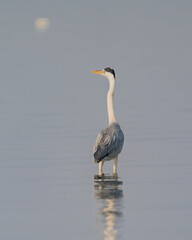 Graceful Gray Heron Standing in Shallow Water