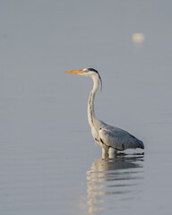 Graceful Gray Heron Standing in Shallow Water