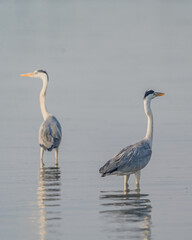 Graceful Gray Heron Standing in Shallow Water