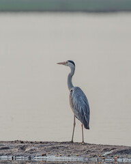 Graceful Gray Heron Standing in Shallow Water