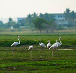 Graceful Flamingo in Natural Wetland Habitat