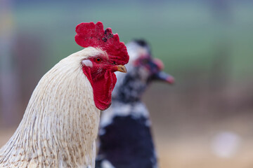 Close-up of a white rooster against a blurred background of a duck.