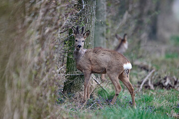 roebuck in a forrest  © Duvekot Fotografie