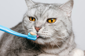 Cat is trying toothpaste on the toothbrush. Toothpaste for pets to prevent plaque and tartar....
