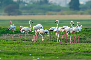 Graceful Flamingo in Natural Wetland Habitat
