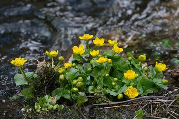Tatry, Chocholowska Valley, Poland - Caltha palustris, known as marsh marigold and kingcup by rivier
