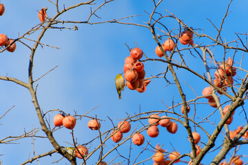 柿の実とメジロの冬の風景