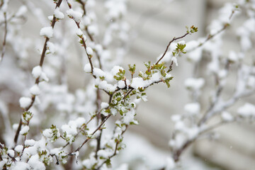 Snow sticking to young green leaves and budding branches, demonstrating early growth halted by cold...