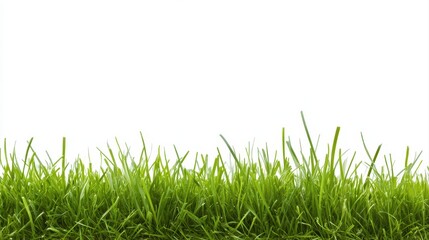Obraz premium Fresh Green Grass on White Background with Ample Copy Space for Environmental Messaging and Creative Design Ideas for Sustainability Themes 150 Characters