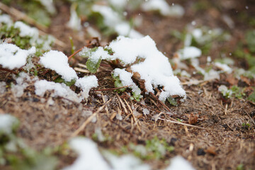 Melting snow on strawberry leaves close to soil, illustrating damage to growth due to unexpected frost