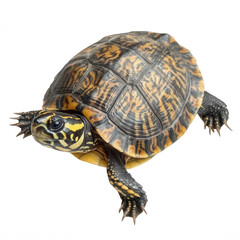 Fototapeta premium Photorealistic Turtle Side View for Educational Use Transparent Background