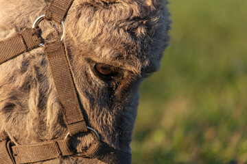 Close-up of the muzzle of a grey shaggy donkey.