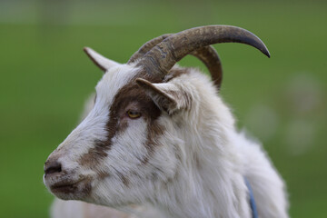 A close-up of a black goat with horns on a green meadow.